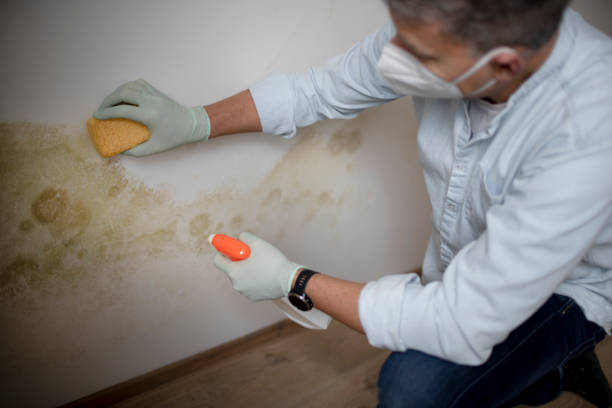 Best White Mold Remediation in Collinsville, CT