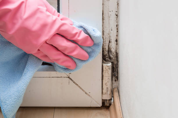 Best Crawl Space Mold Remediation in Collinsville, CT